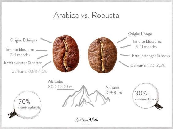 Arabika vs Robusta